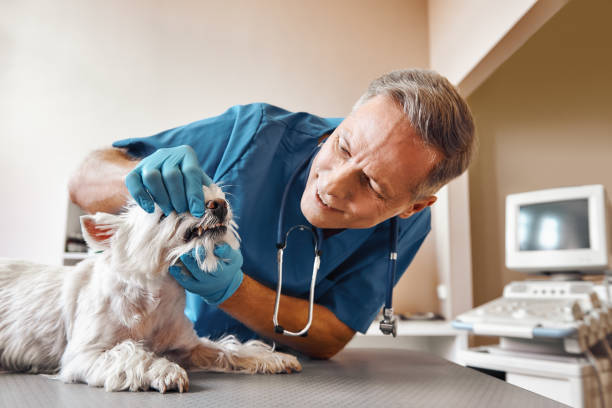 Best Mobile Emergency Dentist in Clemson, SC